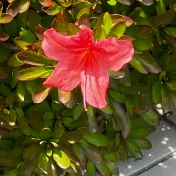 Shibin Al Kawm Public Parks - Shibin Al Kawm