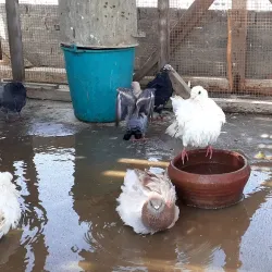 Al-Hussein Street - Shubra Al Khaymah