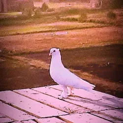 Al-Hussein Street - Shubra Al Khaymah