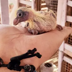 Al-Hussein Street - Shubra Al Khaymah