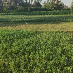 Naga Hammadi - Sohag (Suhaj)