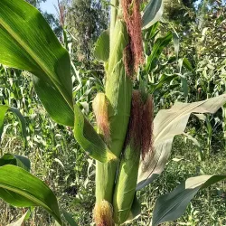 El Mahalla El Kubra Textile Market (near Tanta) - Tanta