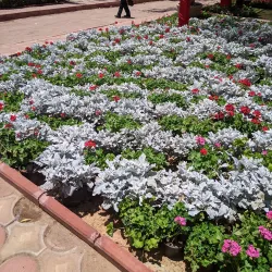 Nile Delta Agricultural Museum - Tanta