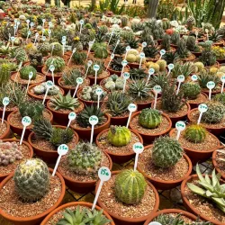 Nile Delta Agricultural Museum - Tanta