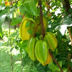 Ruta de las Flores - Aguilares