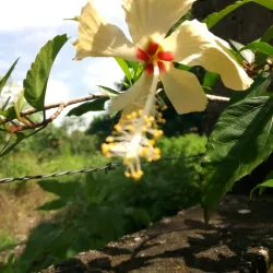 Ruta de las Flores - Aguilares