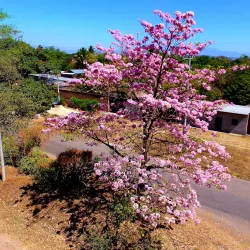Ruta de las Flores - Aguilares