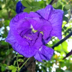 Ruta de las Flores - Aguilares