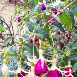 San Ignacio - Chalatenango