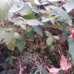 San Ignacio - Chalatenango