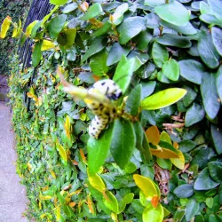 San Ignacio - Chalatenango