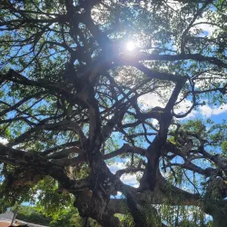Ataco Murals - Concepcion de Ataco