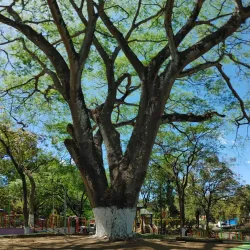 Agricultural Tours - Jucuapa