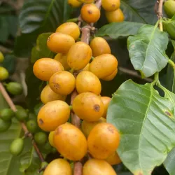 Local Coffee Plantations - Jucuapa