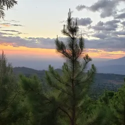Local Coffee Plantations - Jucuapa