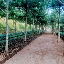 Local Coffee Plantations - Jucuapa