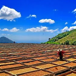 Local Coffee Plantations - Jucuapa
