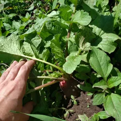 Cerro El Picacho - Nejapa