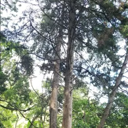 Cerro El Picacho - Nejapa