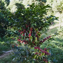Nearby Coffee Plantations - Nejapa