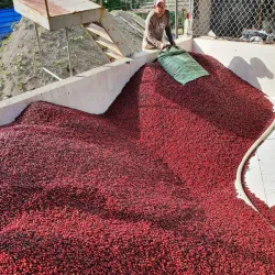 Nearby Coffee Plantations - Nejapa