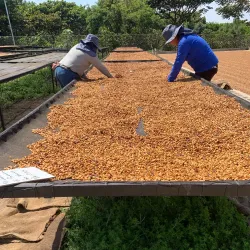 Nearby Coffee Plantations - Nejapa