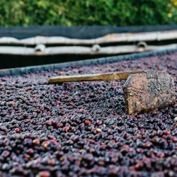 Nearby Coffee Plantations - Nejapa