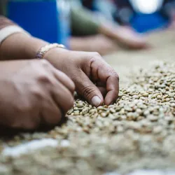 Nearby Coffee Plantations - Nejapa