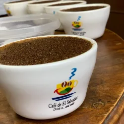 Nearby Coffee Plantations - Nejapa