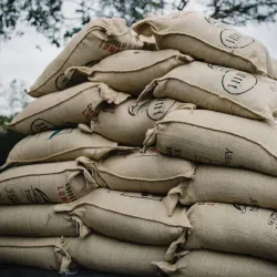 Nearby Coffee Plantations - Nejapa