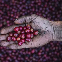 Nearby Coffee Plantations - Nejapa