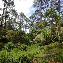 Volcán de San Salvador (Quetzaltepec) - Nejapa