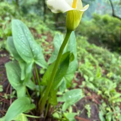 Volcán de San Salvador (Quetzaltepec) - Nejapa