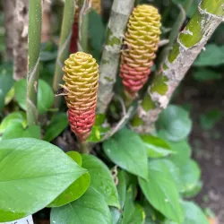 Jardín Botánico La Laguna - San Salvador