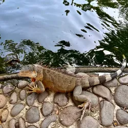 Jardín Botánico La Laguna - San Salvador