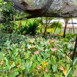 Jardín Botánico La Laguna - San Salvador