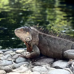Jardín Botánico La Laguna - San Salvador