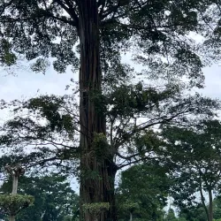 Malabo Botanical Gardens - Malabo