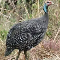 Mendefera Cultural Center - Addi Ugri (Mendefera)