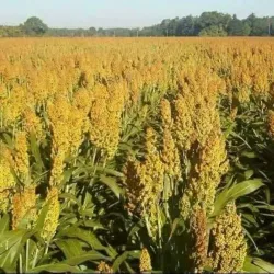 Adi Quala War Memorial - Adi Quala