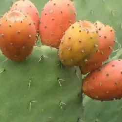 Ancient Ruins near Adi Quala - Adi Quala