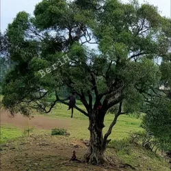Nearby Agricultural Villages - Adi Quala