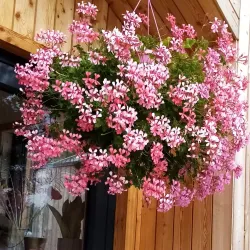 Elva Community Park - Elva