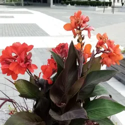 Elva Community Park - Elva