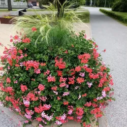 Elva Community Park - Elva