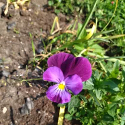 Elva Market Square - Elva