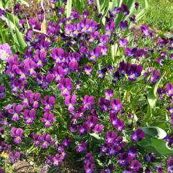 Elva Market Square - Elva