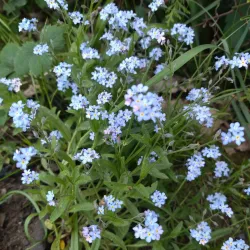 Elva Market Square - Elva