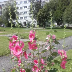 Ahtme District - Kohtla-Järve