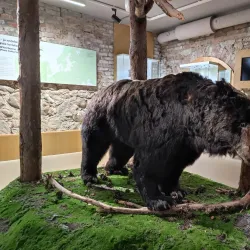 Pärnu Museum - Parnu